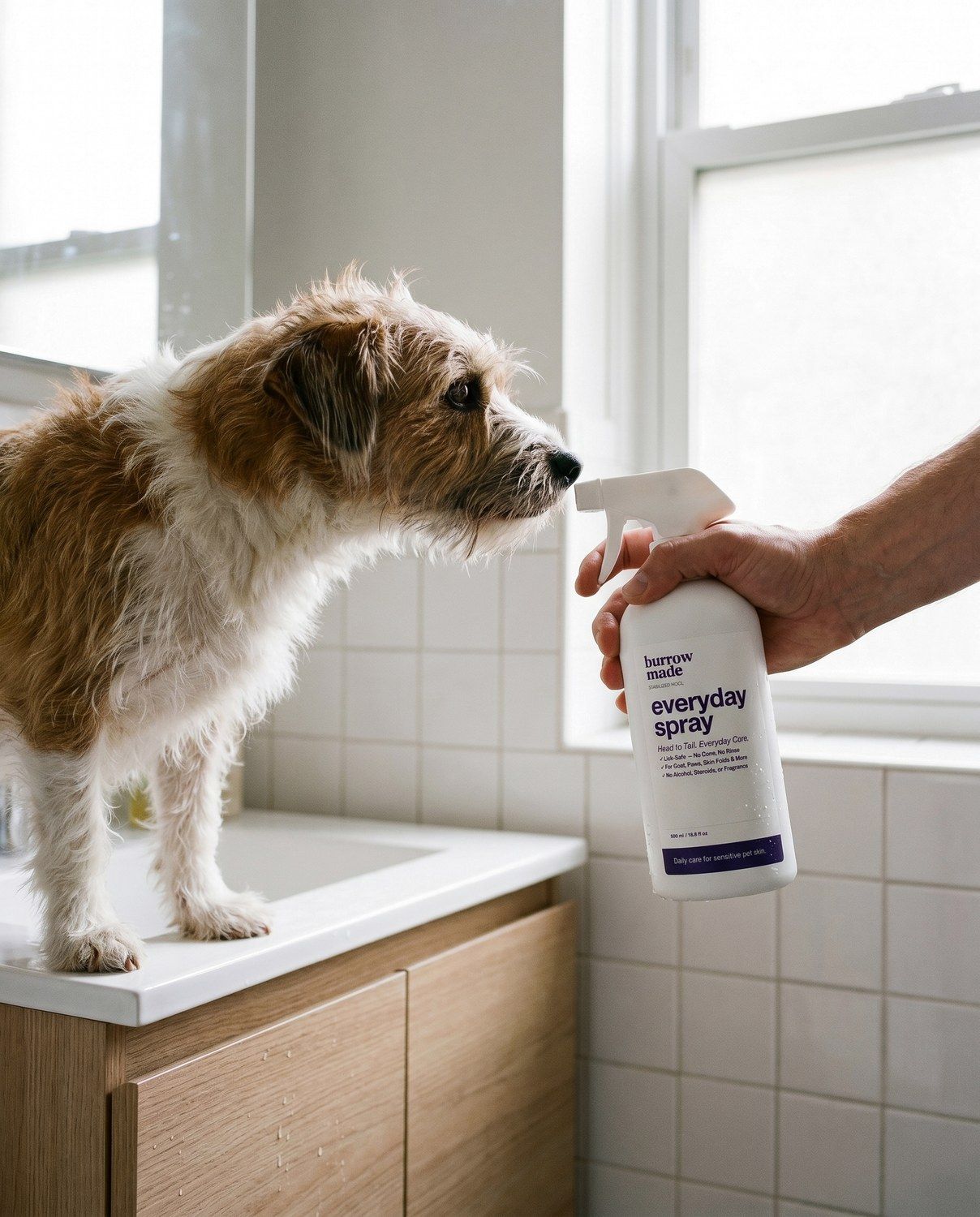 A terrier meeting the Burrow Made Everyday Spray at home