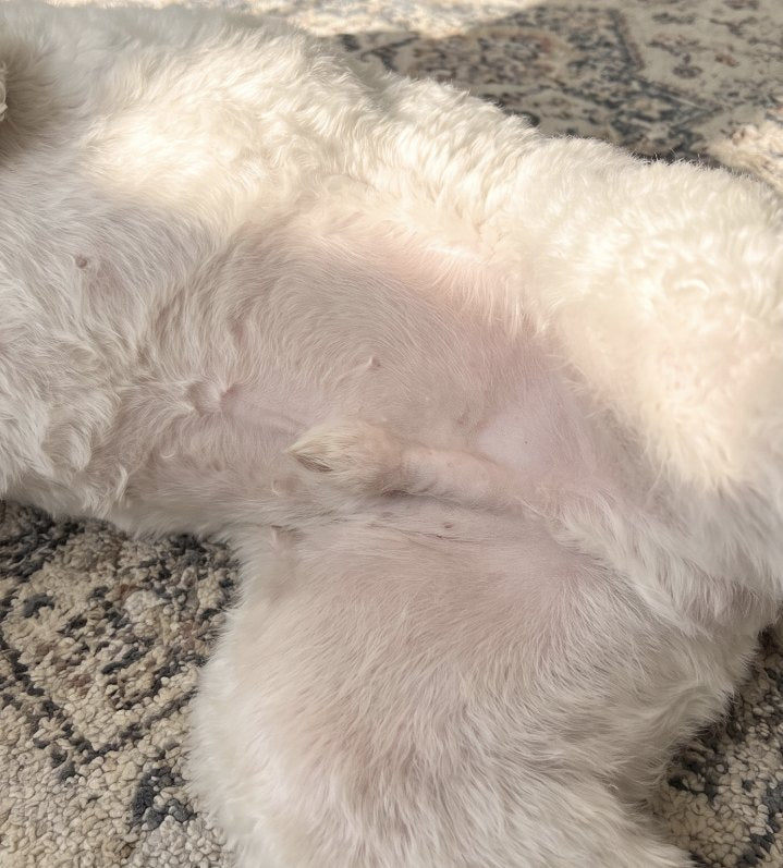 Same belly, calm and clear after