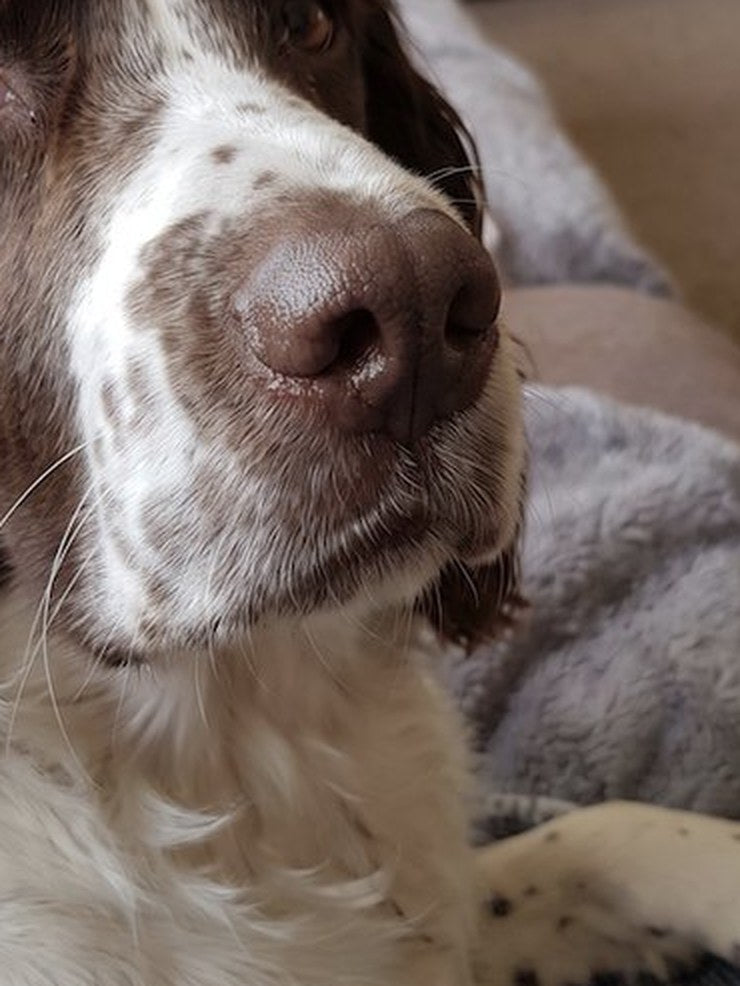The same nose after regular grooming use