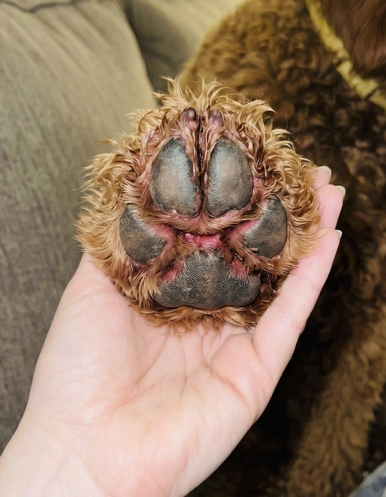 Between-toe area on a dog's paw – before Rescue Gel