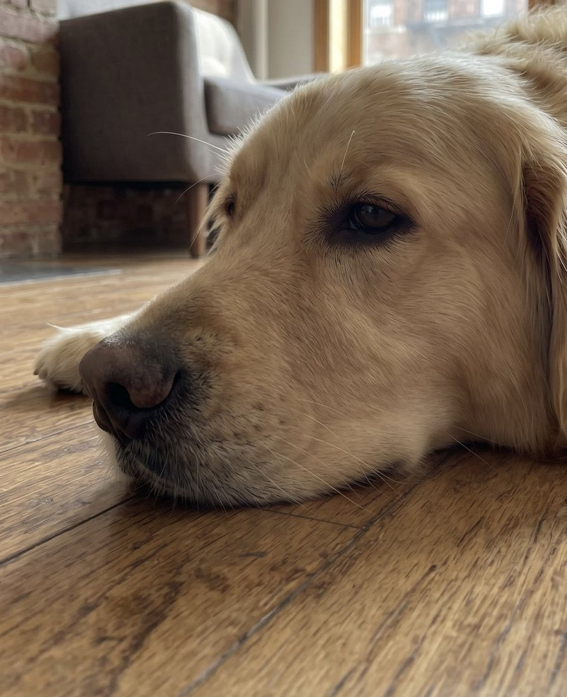 Same dog's snout – clean and freshened