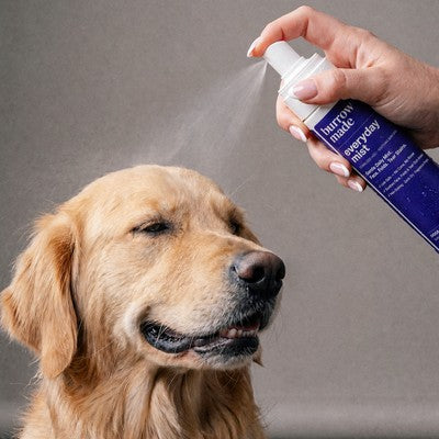 Everyday Mist on dog