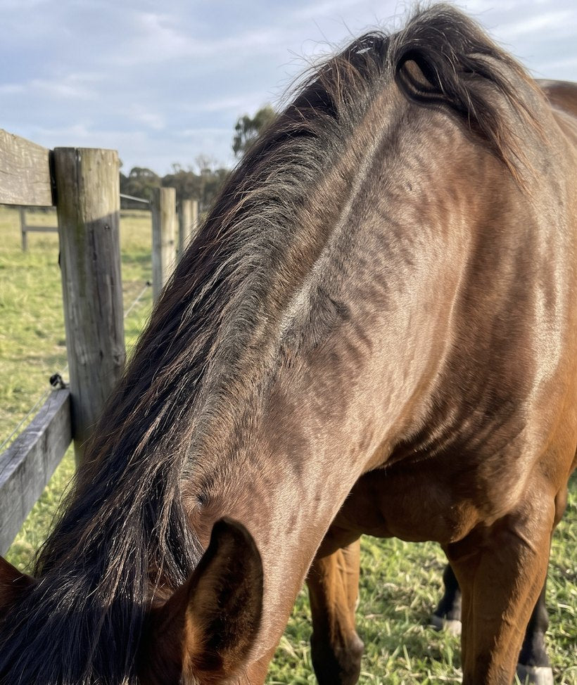 Same horse's neck with coat grown back after