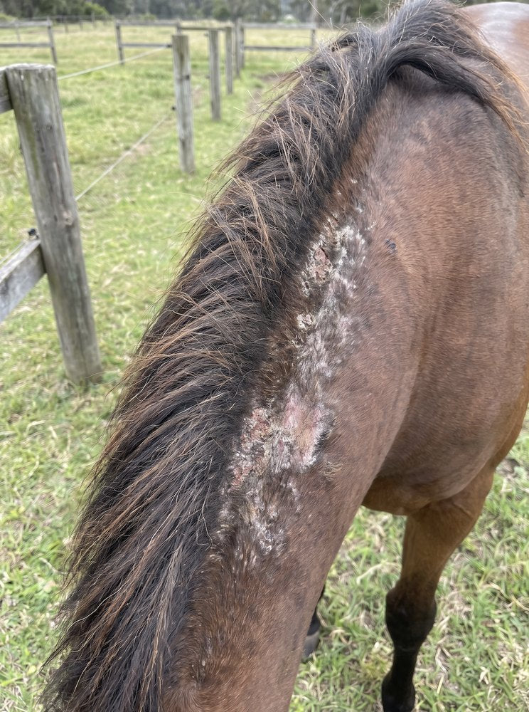 Scabby patch on a horse's neck before
