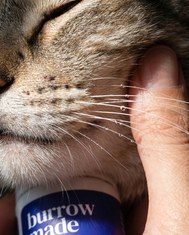 Misting a cat's whiskers and face