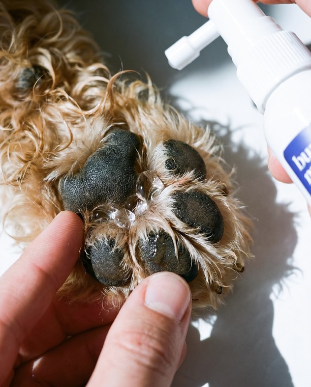 Caring for a poodle's paw pads
