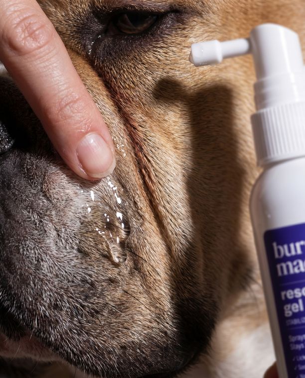 Caring for a dog's nose fold