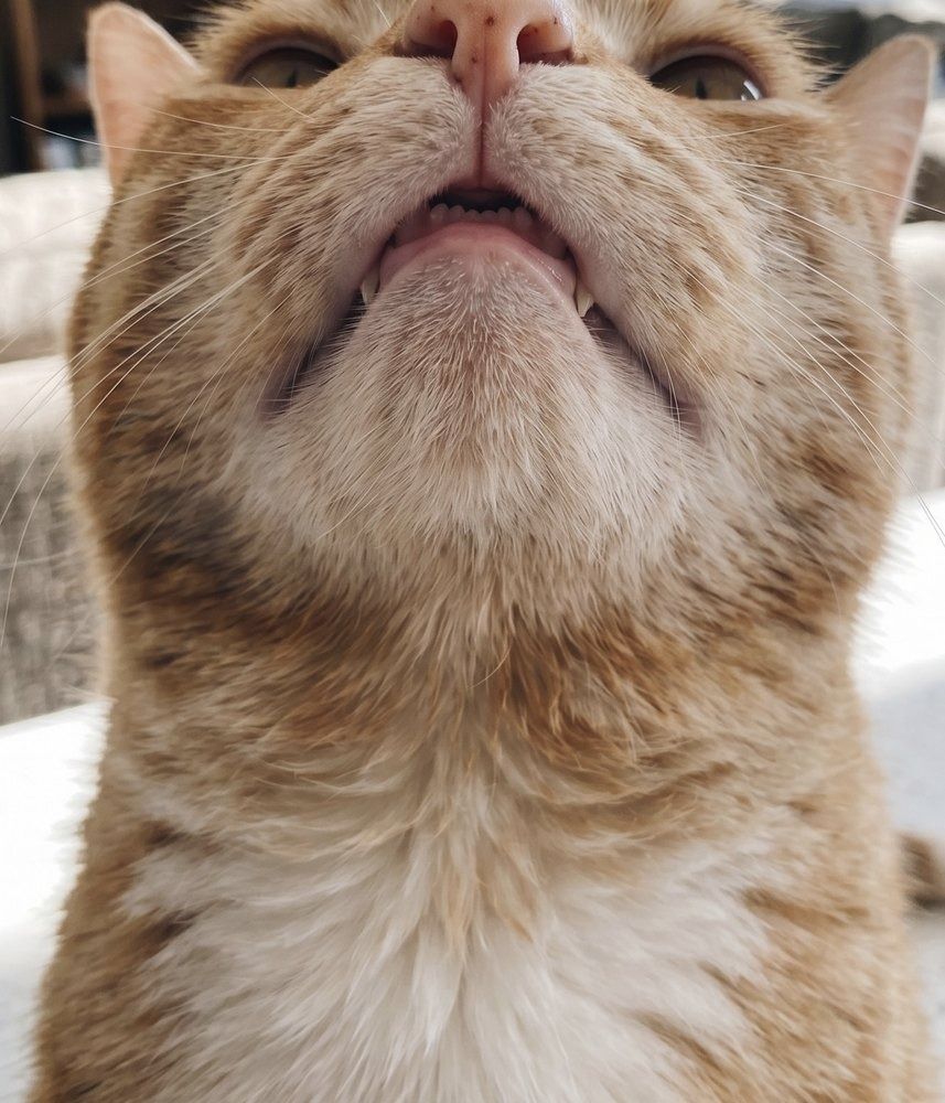 Same cat chin – clean with daily care