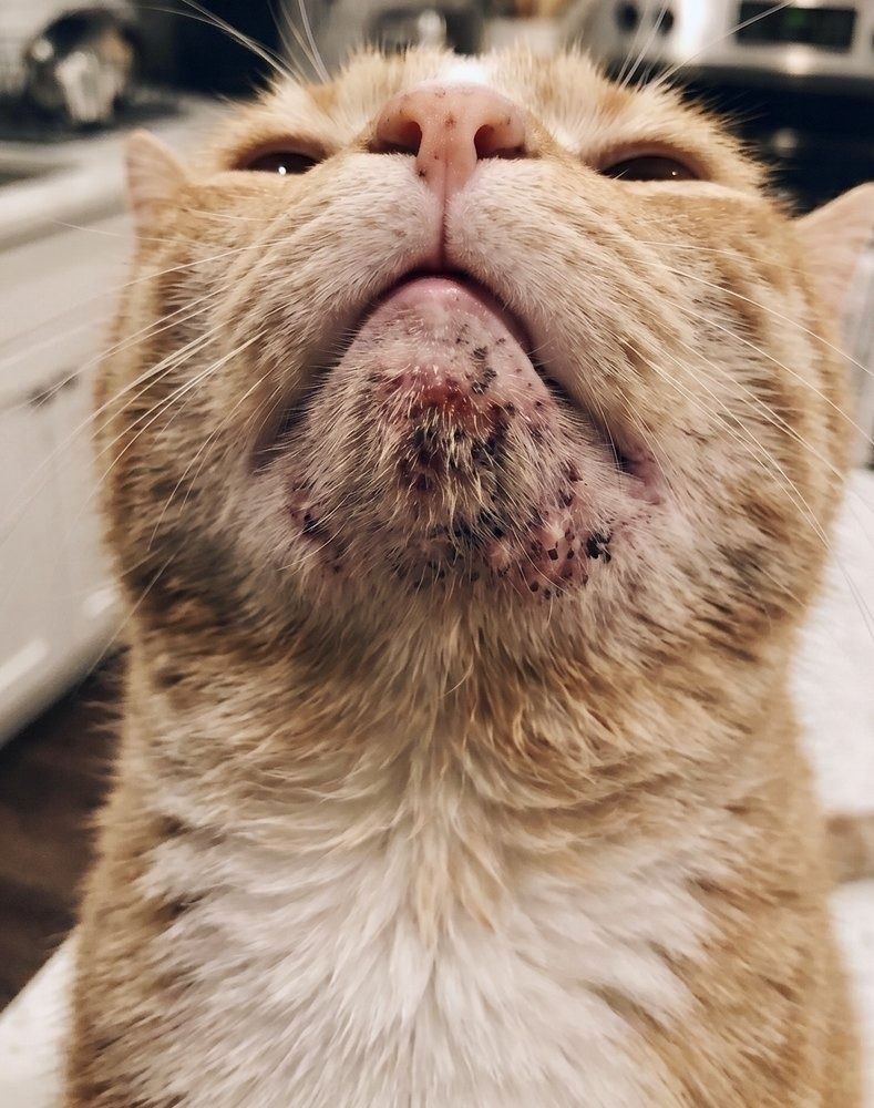 Cat chin – before daily care