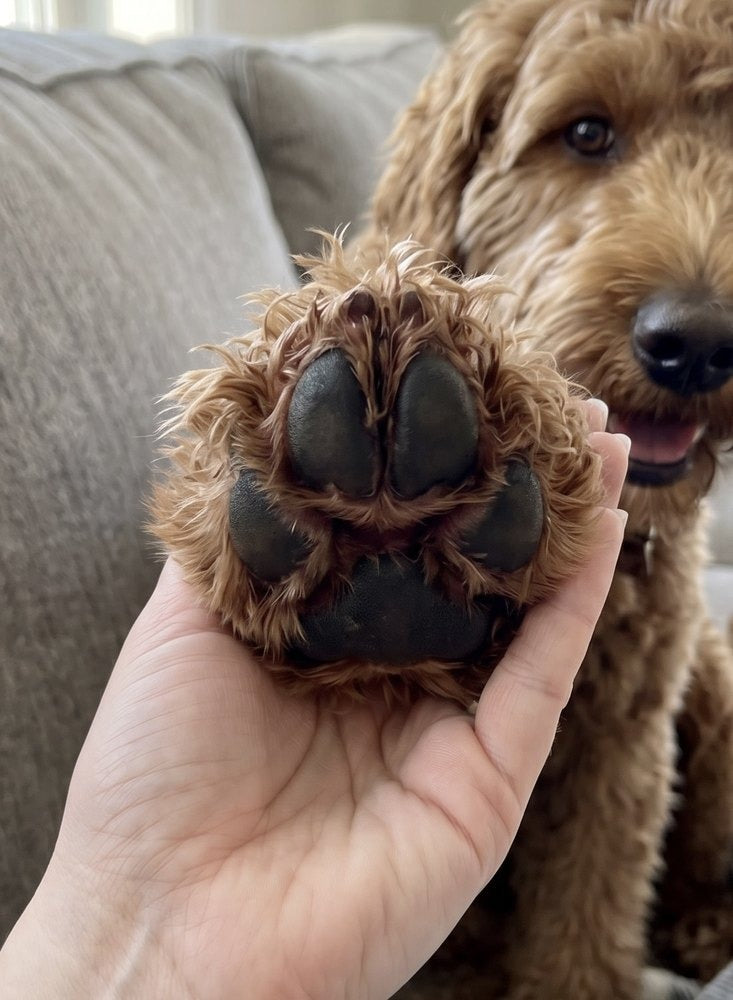 Same paw – clean and freshened