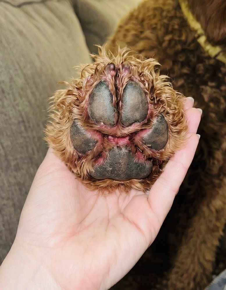 Between-toe area on a dog's paw – before Rescue Gel