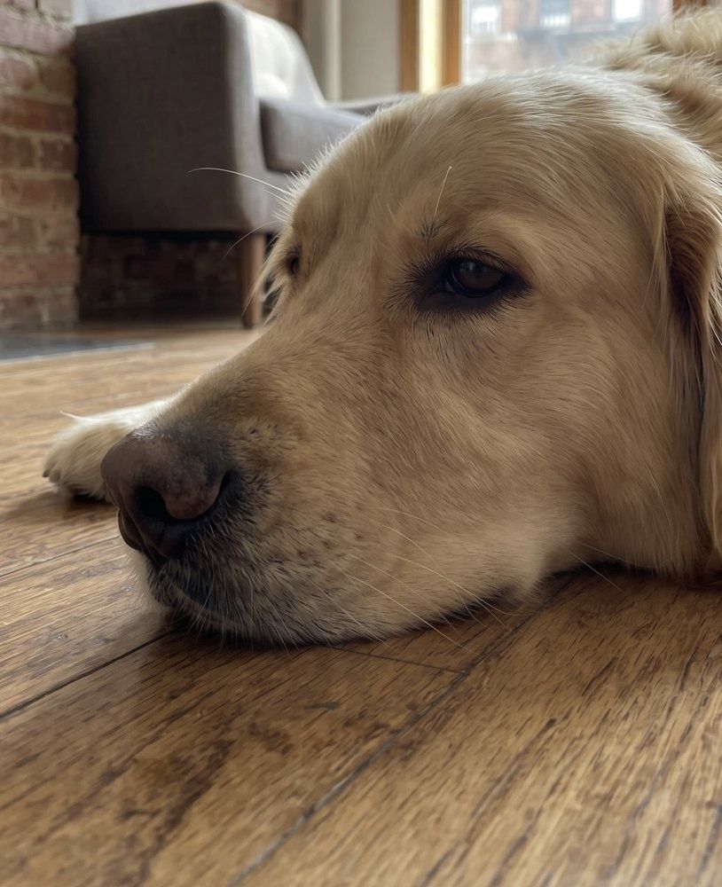 Same dog's snout – clean and freshened