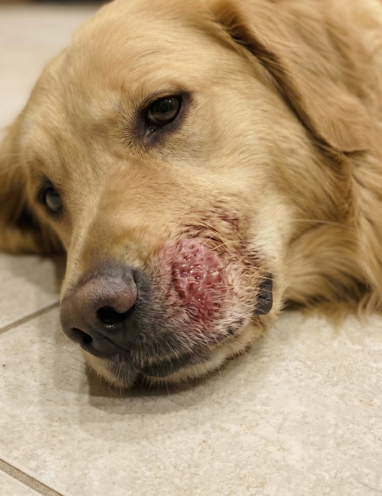 Close-up of a spot on a dog's snout