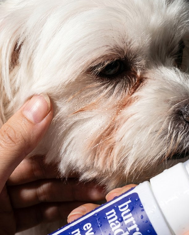 Cleaning the tear-stain area under a dog's eye