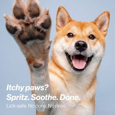Shiba paw