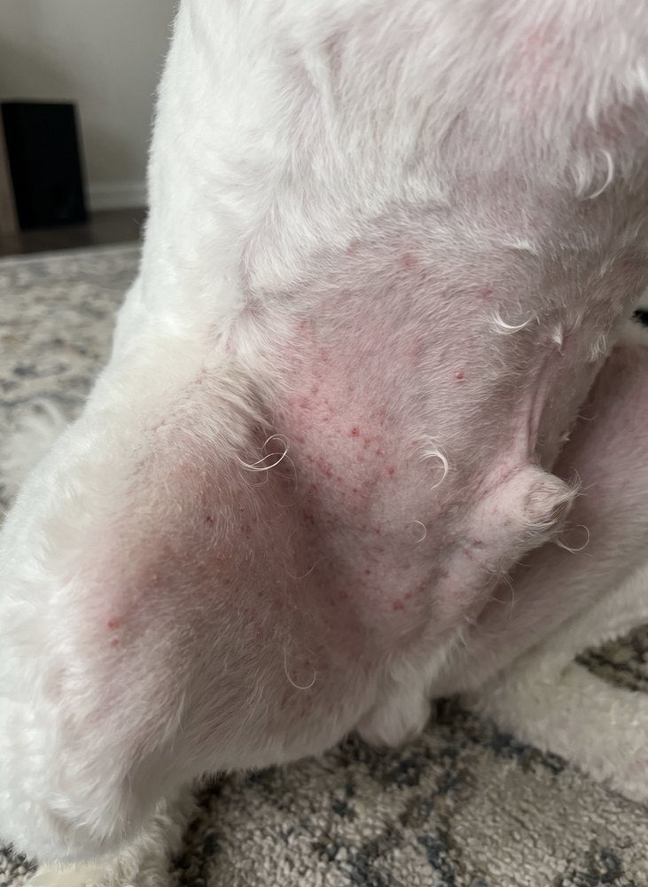 Red, irritated skin on a dog's belly before