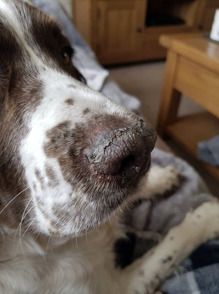Dog nose, close up, before daily care