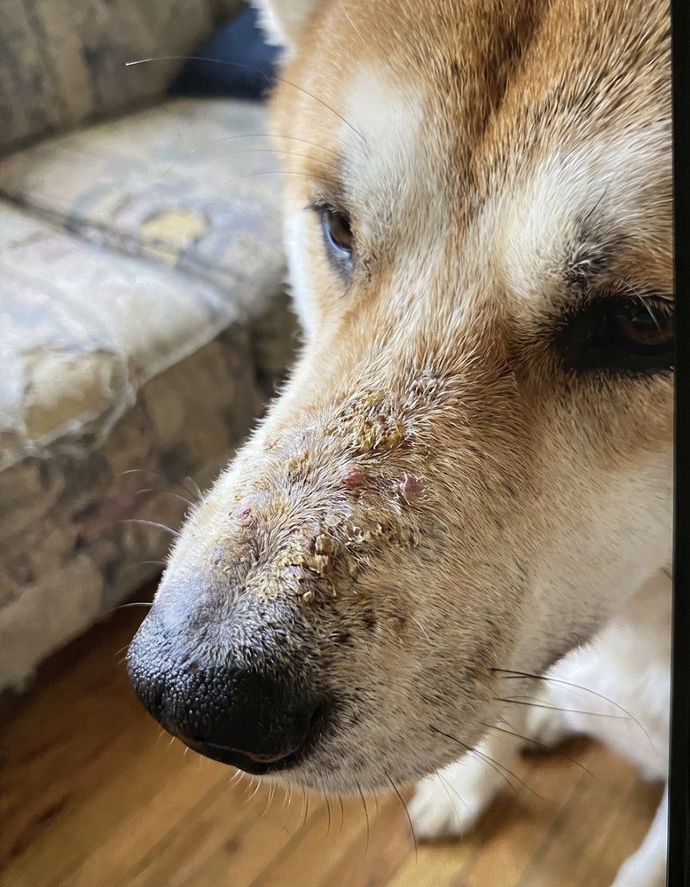 Dog muzzle with a scabby patch before